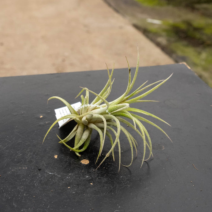 Gabriella Plants Air Plants Tillandsia Assortment 3-Pack
