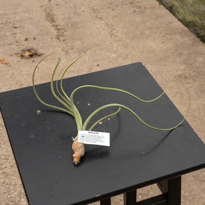 Gabriella Plants Air Plants Tillandsia Assortment 3-Pack