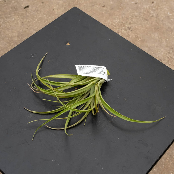 Gabriella Plants Air Plants Tillandsia Assortment 3-Pack