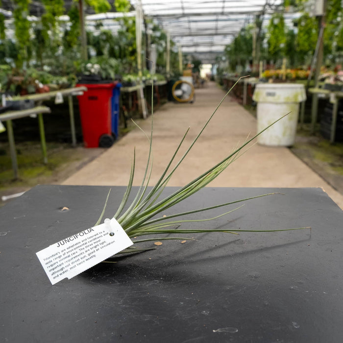 Gabriella Plants Air Plants Tillandsia Assortment 3-Pack