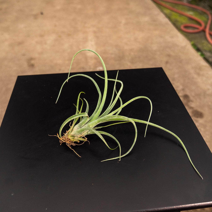 Gabriella Plants Other Bare-Root Tillandsia 'Curly Slim'