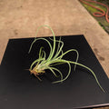 Gabriella Plants Other Bare-Root Tillandsia 'Curly Slim'