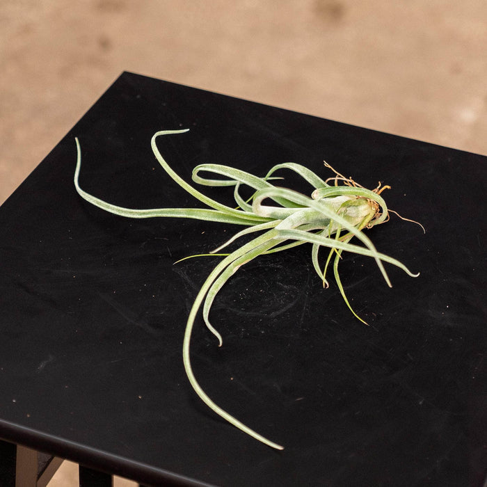 Gabriella Plants Other Bare-Root Tillandsia 'Curly Slim'