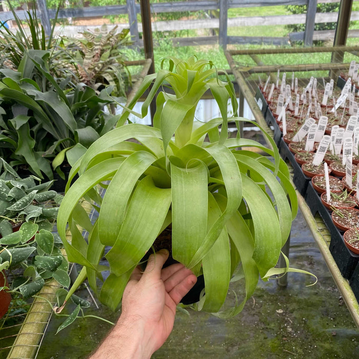 Gabriella Plants Air Plants 6" Tillandsia 'Samantha'