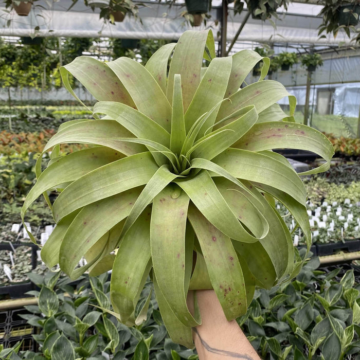 Gabriella Plants 6" Tillandsia 'Samantha'