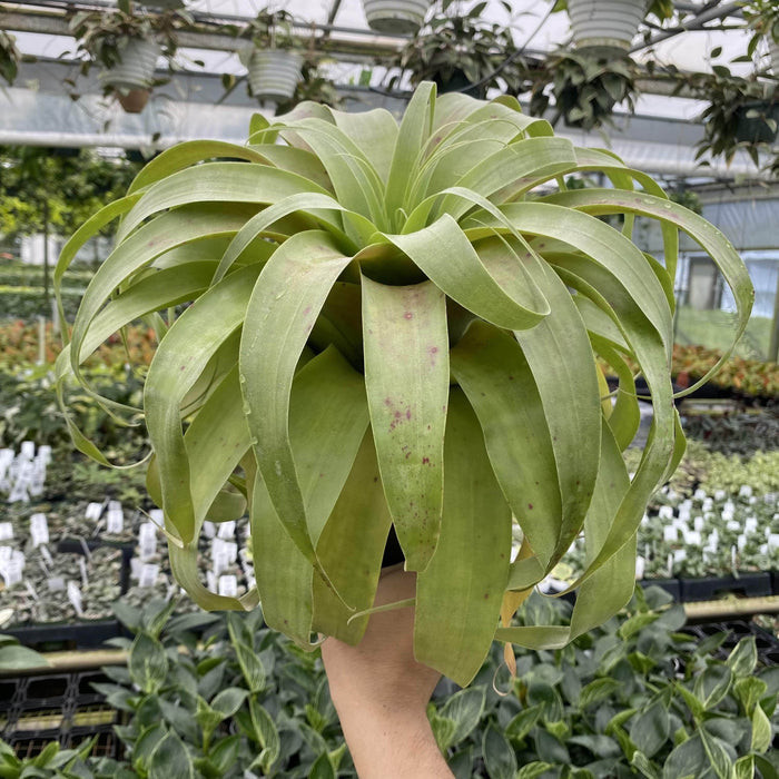 Gabriella Plants 6" Tillandsia 'Samantha'