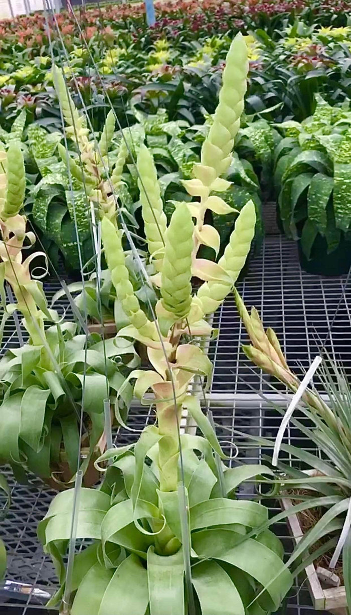 Gabriella Plants 6" Tillandsia 'Samantha'