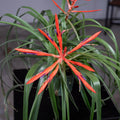 Gabriella Plants Other 4" Tillandsia 'Spirit'