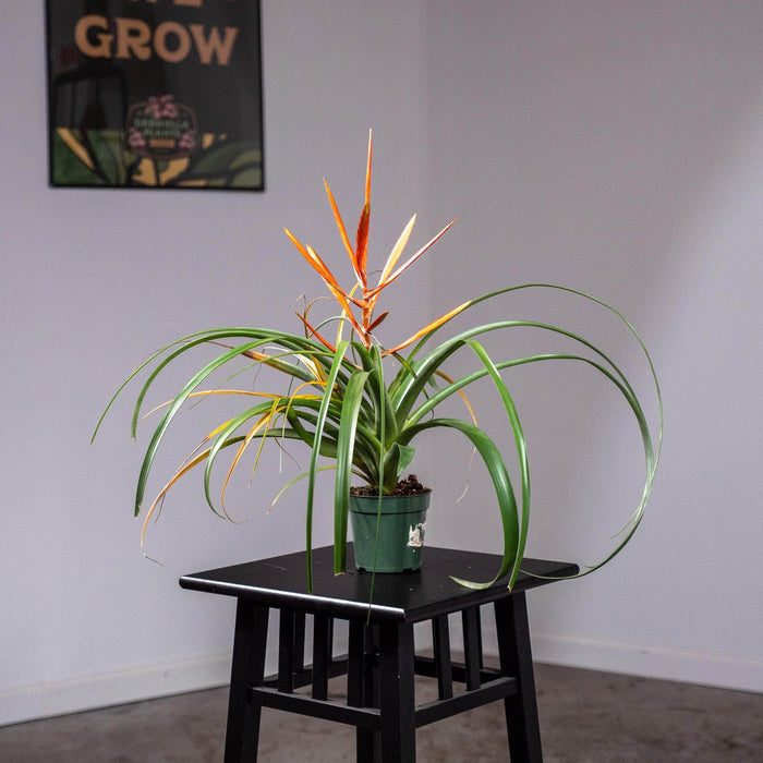 Gabriella Plants Other 4" Tillandsia 'Spirit'