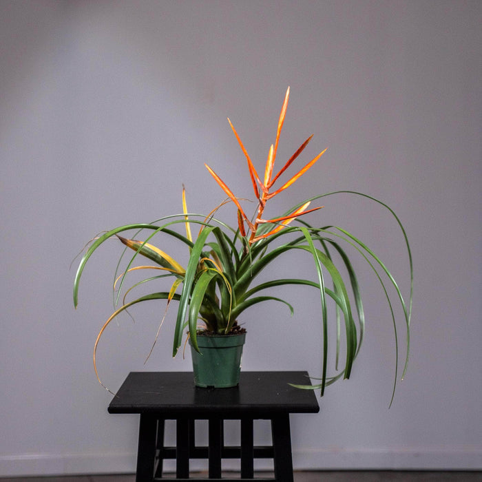 Gabriella Plants Other 4" Tillandsia 'Spirit'