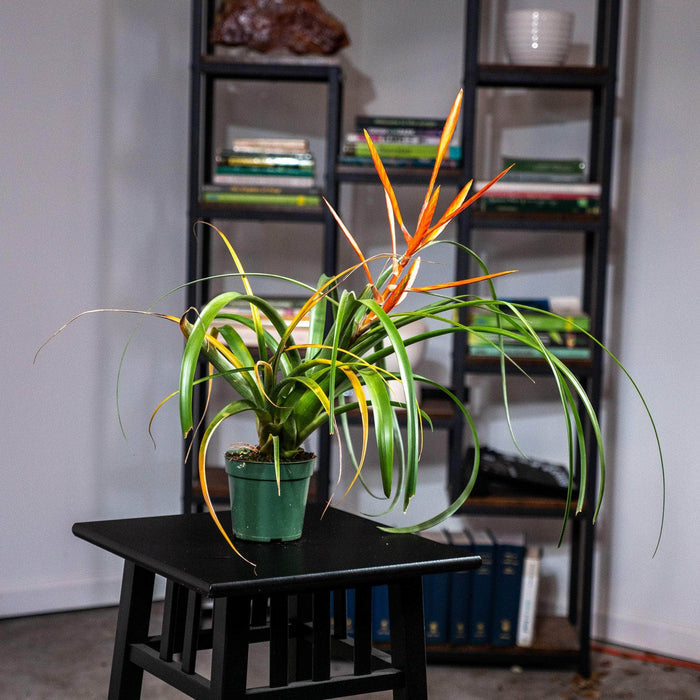 Gabriella Plants Other 4" Tillandsia 'Spirit'