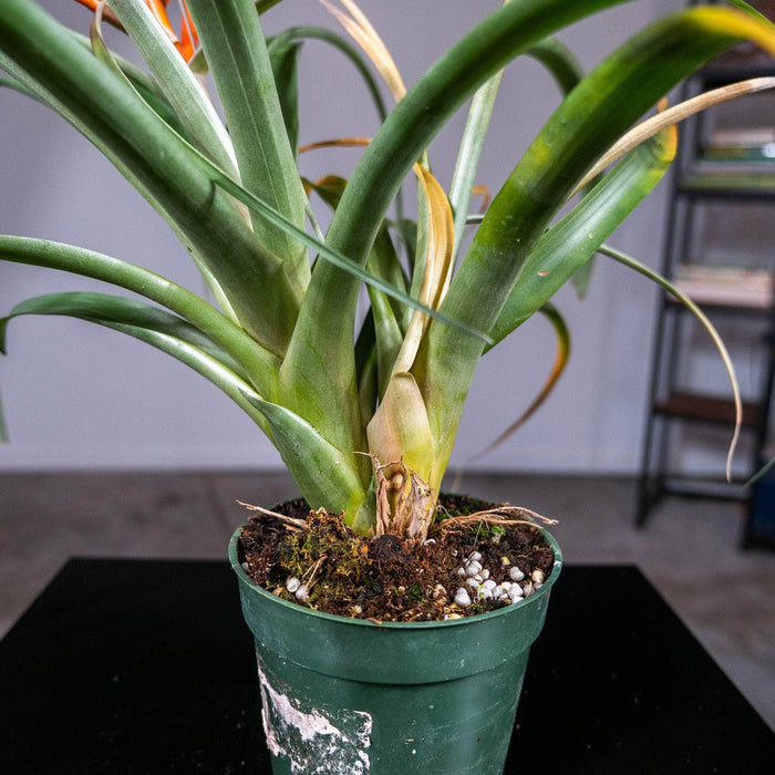Gabriella Plants Other 4" Tillandsia 'Spirit'