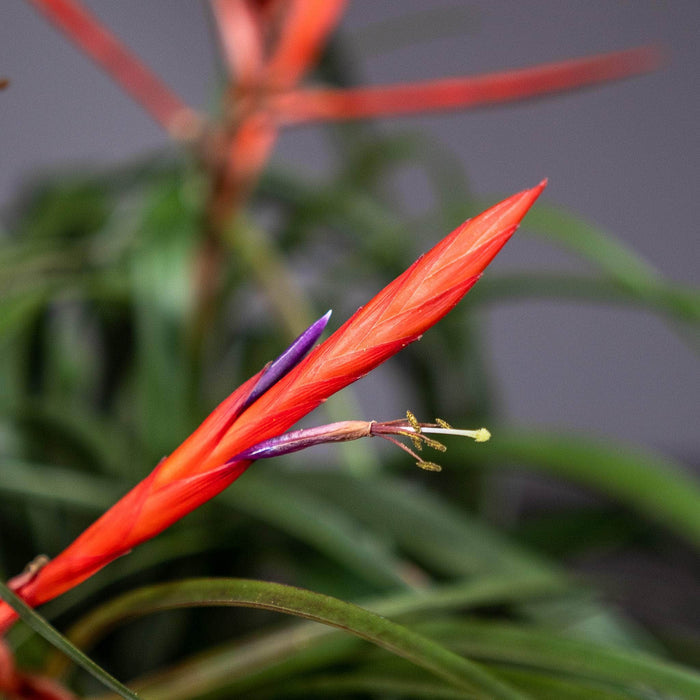 Gabriella Plants Other 4" Tillandsia 'Spirit'