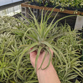 Gabriella Plants Air Plants Tillandsia streptophylla Bare-Root