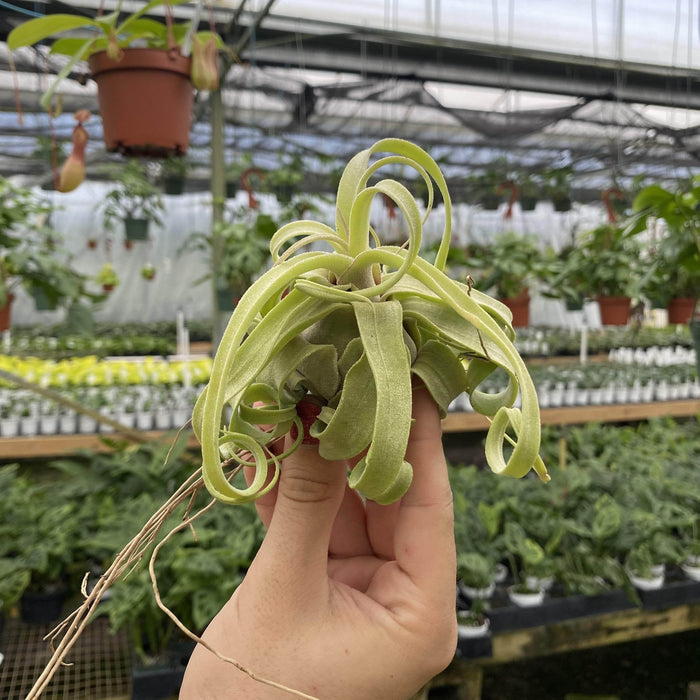 Gabriella Plants Bare-Root Tillandsia streptophylla