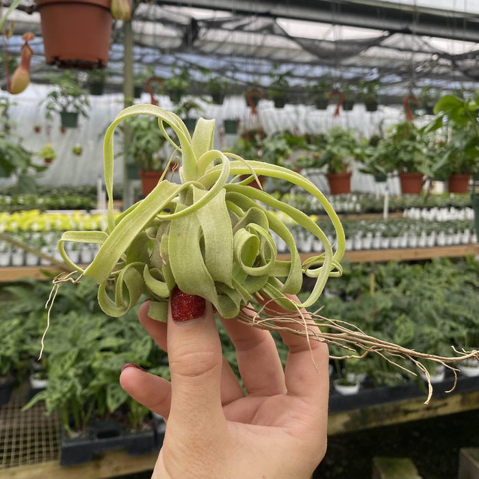 Gabriella Plants Air Plants 1 Tillandsia streptophylla - Bare-Root