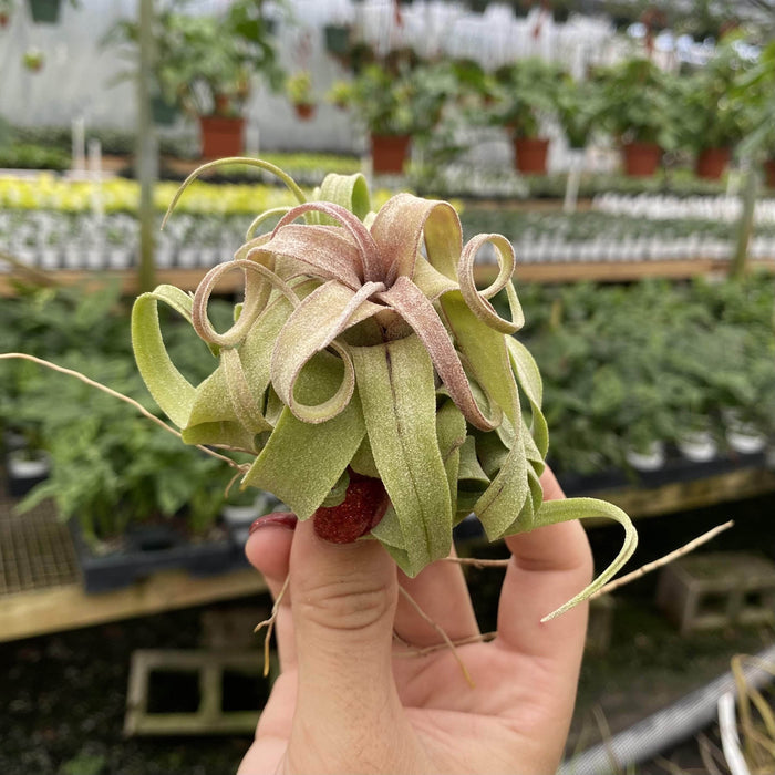 Gabriella Plants Air Plants 1 Tillandsia streptophylla - Bare-Root