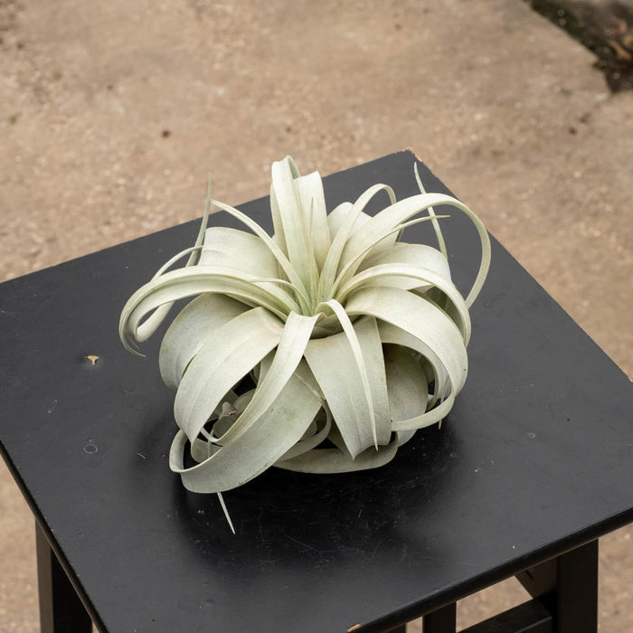 Gabriella Plants Air Plants Bare-Root Tillandsia xerographica