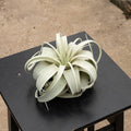 Gabriella Plants Air Plants Bare-Root Tillandsia xerographica