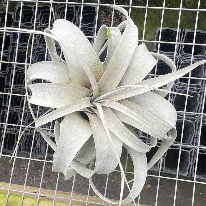 Gabriella Plants Air Plants Bare-Root Tillandsia xerographica