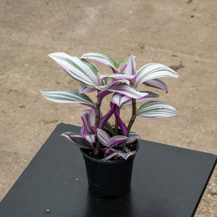 Gabriella Plants Other 4" Tradescantia 'Nanouk'