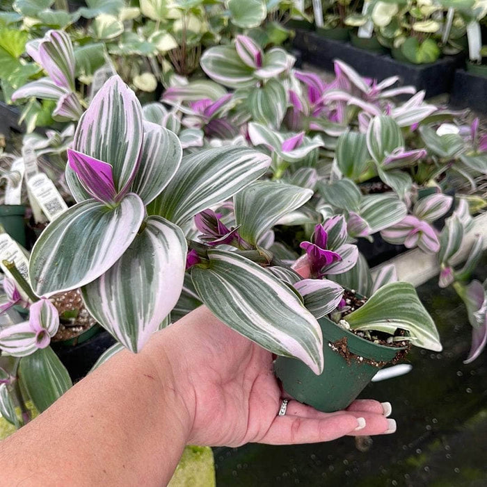 Gabriella Plants Other 3" Trandescantia 'Nanouk'