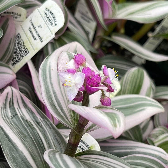 Gabriella Plants Other 3" Tradescantia 'Nanouk'