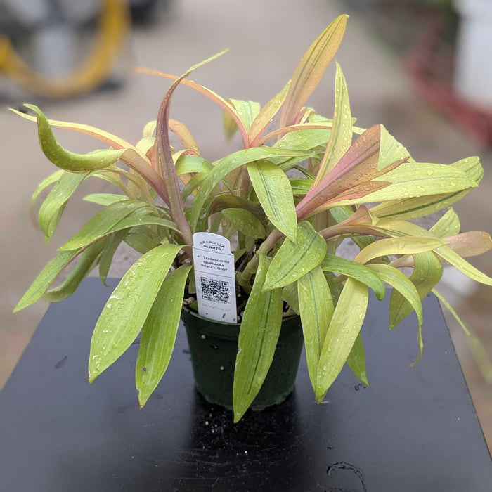 Gabriella Plants Other 4" Tradescantia spathacea 'Sitara's Gold'