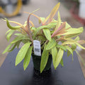 Gabriella Plants Other 4" Tradescantia spathacea 'Sitara's Gold'