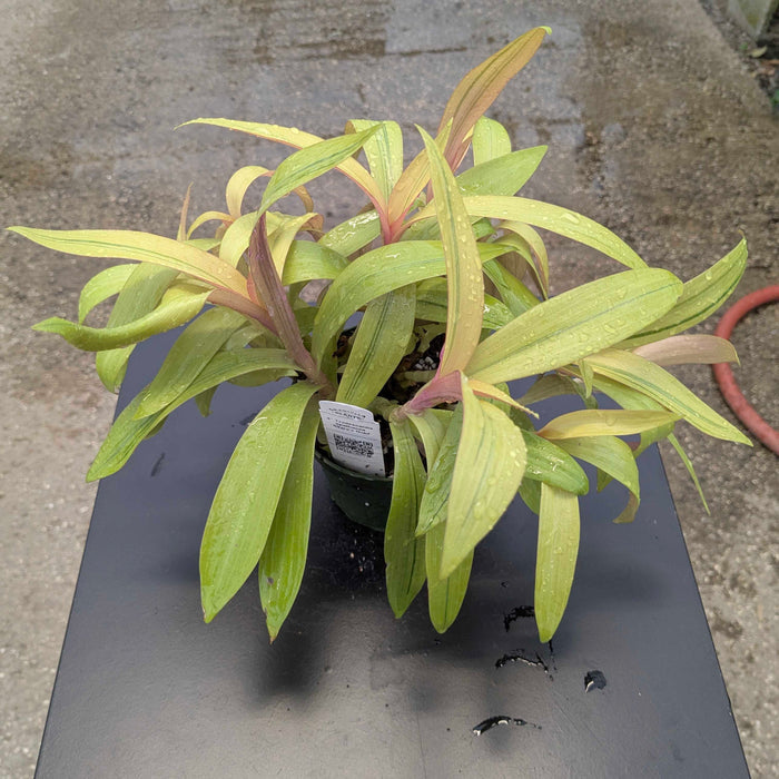 Gabriella Plants Other 4" Tradescantia spathacea 'Sitara's Gold'