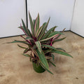 Gabriella Plants Other 4" Tradescantia spathacea 'Tricolor'