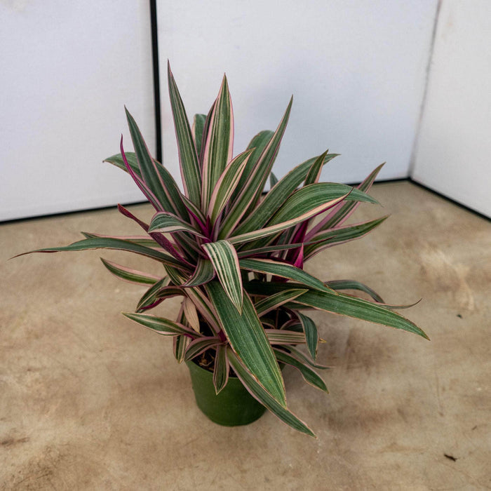Gabriella Plants Other 4" Tradescantia spathacea 'Tricolor'