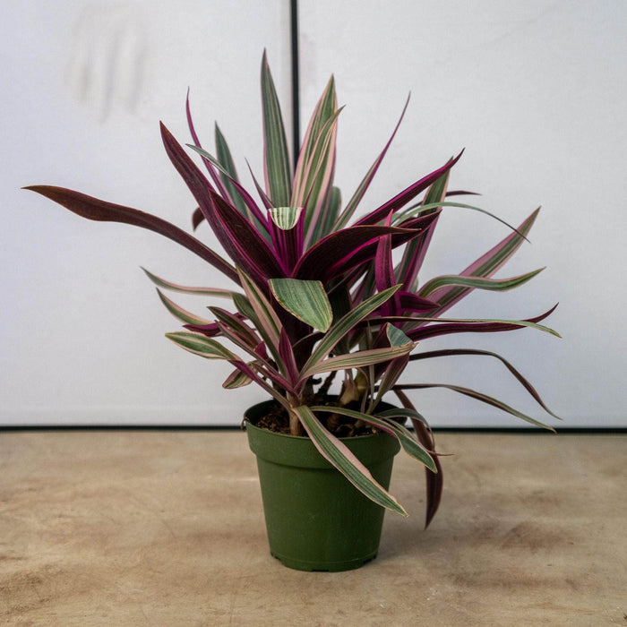 Gabriella Plants Other 4" Tradescantia spathacea 'Tricolor'