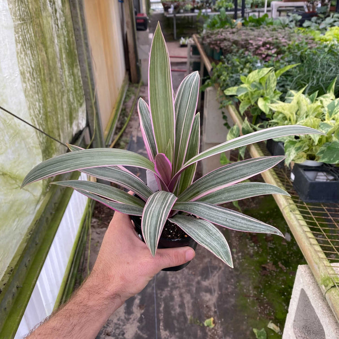 Gabriella Plants Other 4" Tradescantia spathacea 'Tricolor'