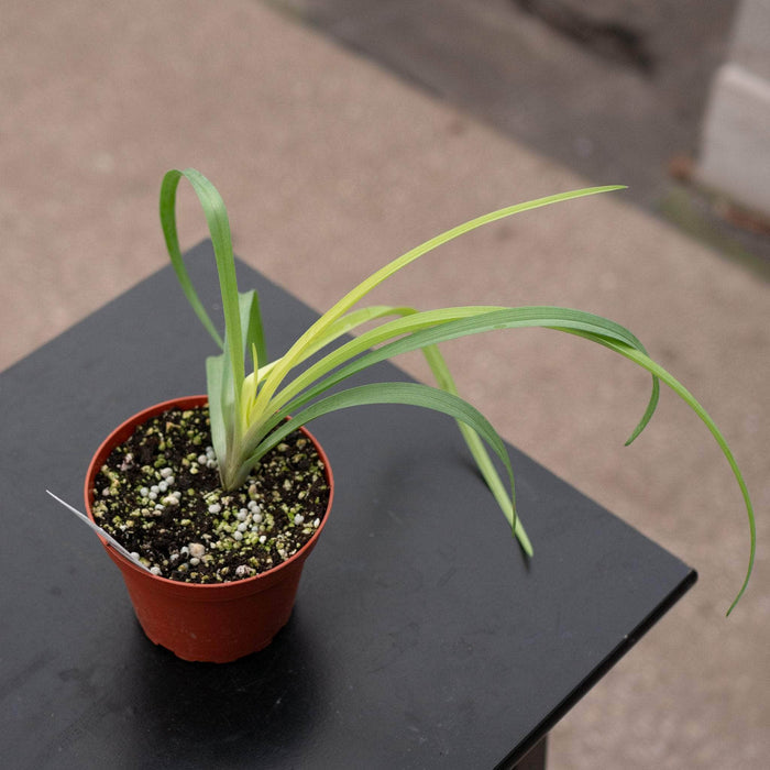 Gabriella Plants Other 4" Tradescantia ‘Sweet Kate’