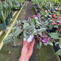Gabriella Plants Other 4" Tradescantia zebrina