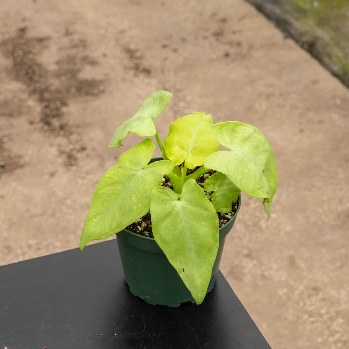 Gabriella Plants 4" Xanthosoma ‘Lime Zinger’