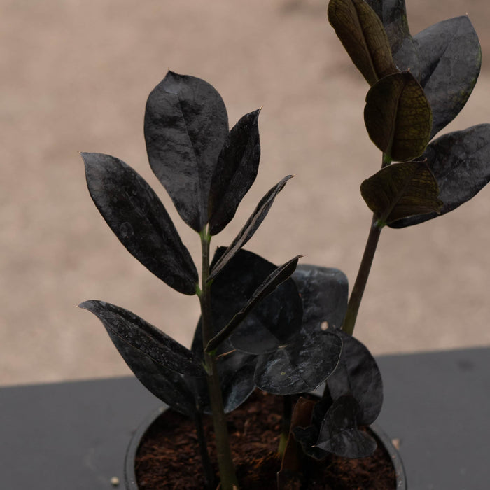 Gabriella Plants Indoor & Outdoor Plants 4" Zamioculcas zamiifolia 'Black Queen'