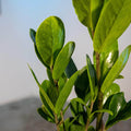 Gabriella Plants Other 4" Zamioculcas zamiifolia 'Lucky'