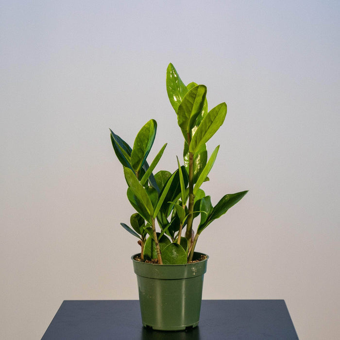 Gabriella Plants Other 4" Zamioculcas zamiifolia 'Lucky'