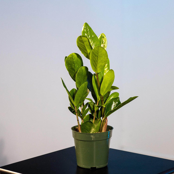 Gabriella Plants Other 4" Zamioculcas zamiifolia 'Lucky'