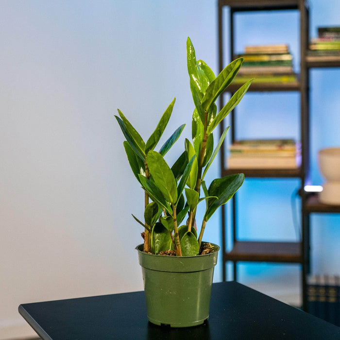Gabriella Plants Other 4" Zamioculcas zamiifolia 'Lucky'