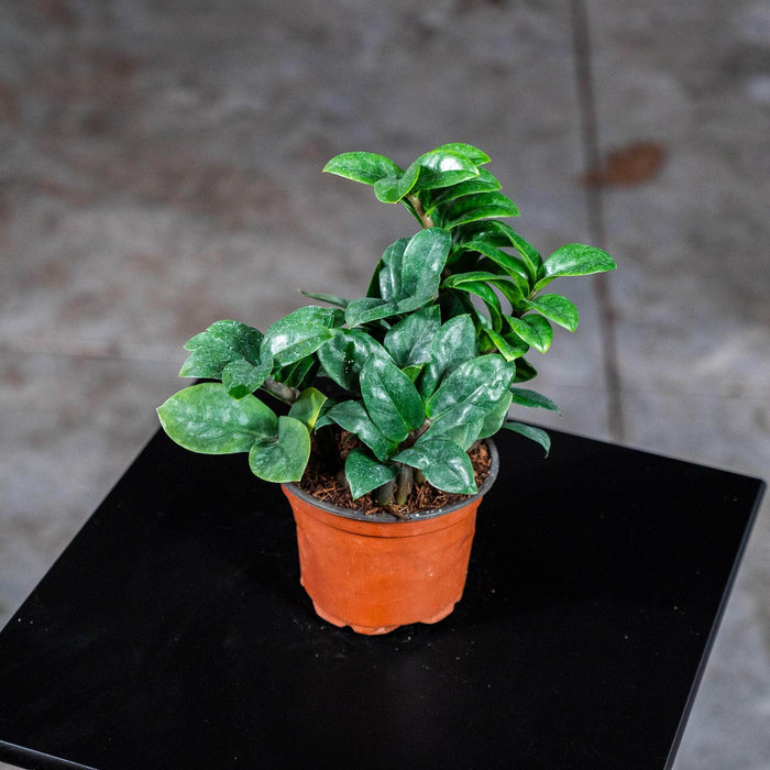 Gabriella Plants Other 4" Zamioculcas zamiifolia 'Zenzi'