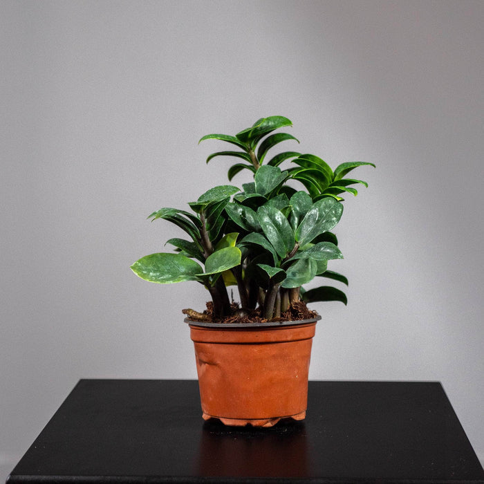 Gabriella Plants Other 4" Zamioculcas zamiifolia 'Zenzi'