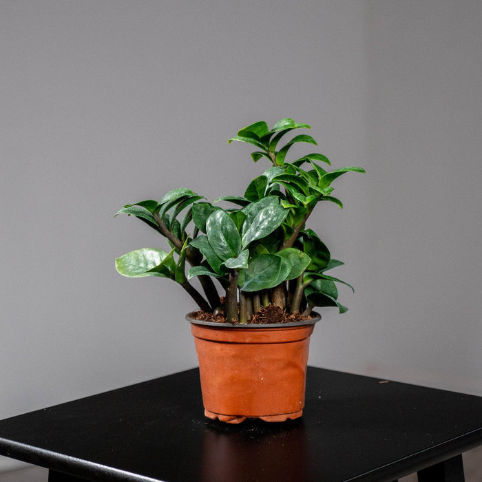 Gabriella Plants Other 4" Zamioculcas zamiifolia 'Zenzi'