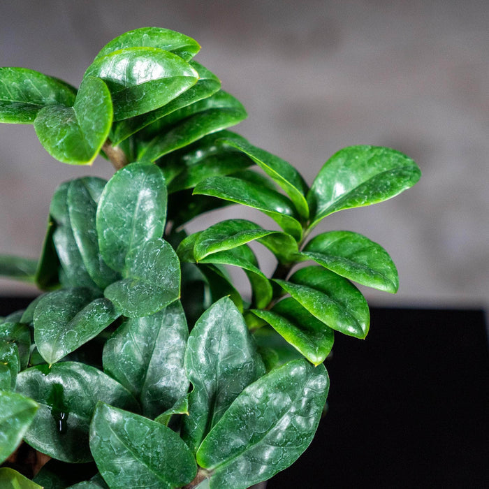 Gabriella Plants Other 4" Zamioculcas zamiifolia 'Zenzi'