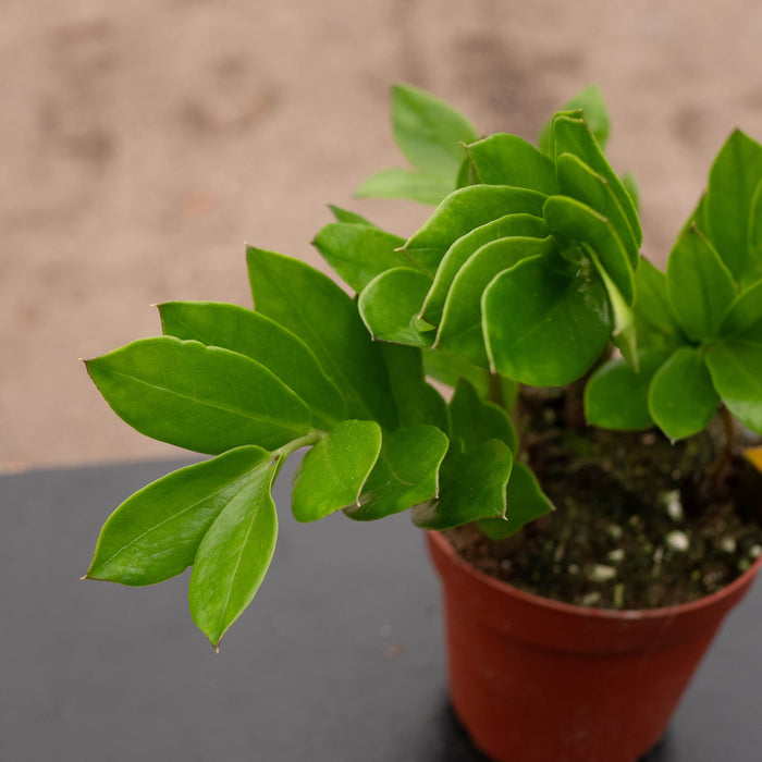 Gabriella Plants Other 4 Zamioculcas zamiifolia 'ZZ Plant'
