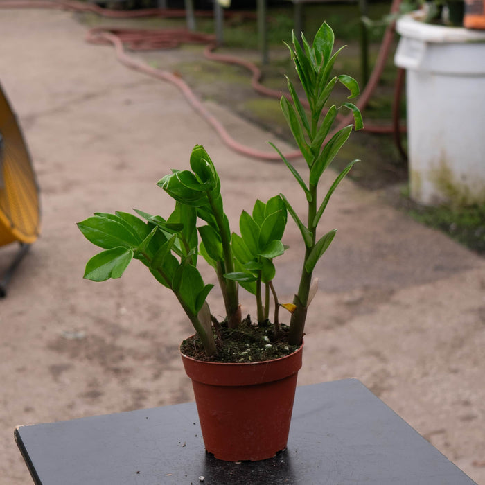 Gabriella Plants Other 4 Zamioculcas zamiifolia 'ZZ Plant'