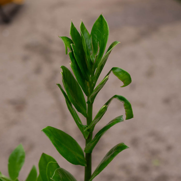 Gabriella Plants Other 4 Zamioculcas zamiifolia 'ZZ Plant'