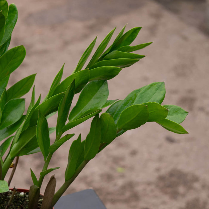 Gabriella Plants Other 4 Zamioculcas zamiifolia 'ZZ Plant'